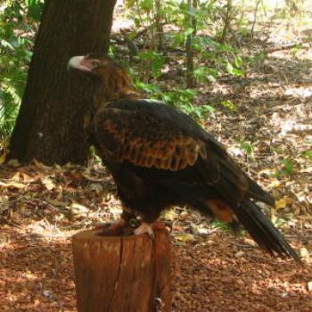 <b>Eagle, wildlife park, Litchfield, N.T.. - Wendy/Perth</b>