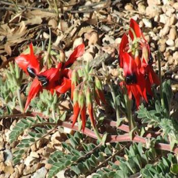 <b>Sturt Peas--the flower emblem of South Australia although these were photgraphed in the Northern Territory</b>