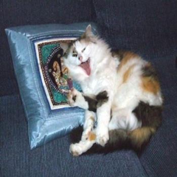 <b>Life is so hard--Cariad yawning (hope the caat haters can cope but I enjoy this photo)</b>