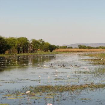 <b>Wetlands, Kimberleys, W.A. - Wendy/Perth</b>