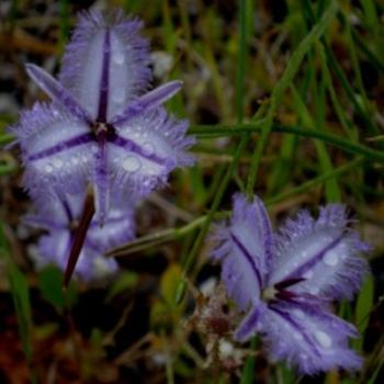 <b>Fringed Lillies Wireless Hill Park Western Australia</b>