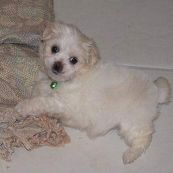 <b>Suki at 7 weeks/BJ from Oz</b>