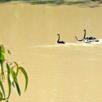 <b>Swan Family</b>