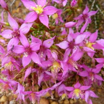 <b>Wild bush flower, Wendy/Perth</b>