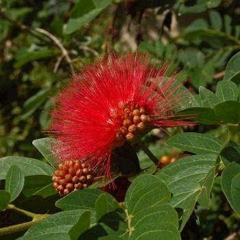 <b>some kind of acacia flower - peg</b>