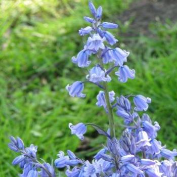 <b>Bluebells UK 2008/Bjay from Oz</b>