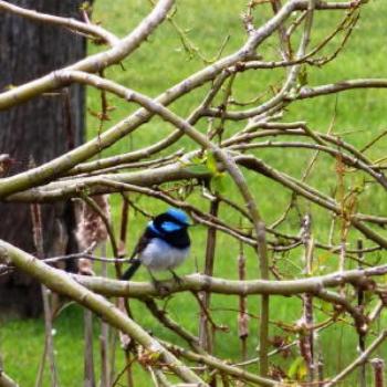 <b>Blue Wren, Tasmania. Wendy/Perth</b>