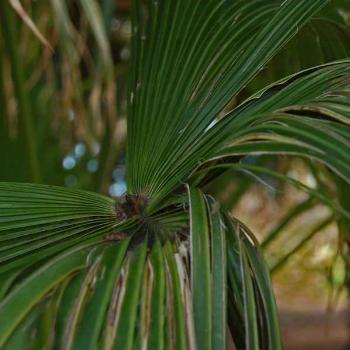 <b>bad hairday for a palm - peg</b>