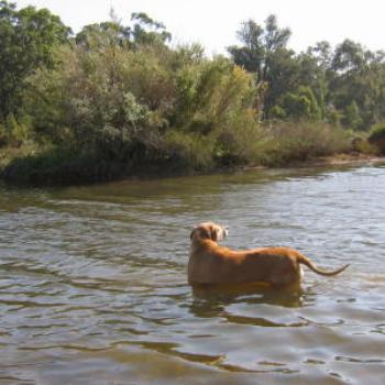 <b>Dog in the lake before the drought, W.A. - Wendy/Perth</b>