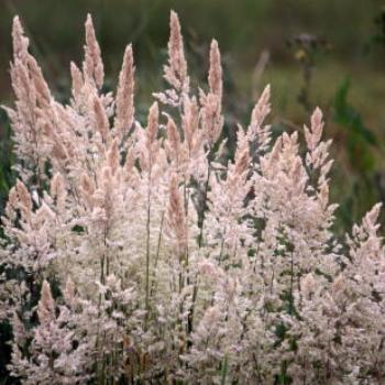 <b>8134 pink grass, Lake Albert, Wagga Wagga, Oct'09 Kate/Sydney</b>