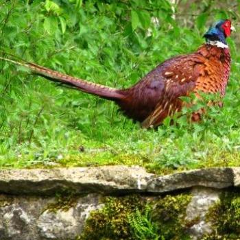 <b>A pheasant at ? Roman villa UK/Bjay from Oz</b>