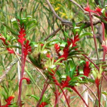 <b>Kangaroo paws., Wendy/Perth</b>