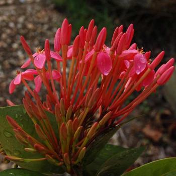 <b>another tropical flower - peg</b>