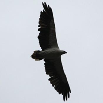 <b>3999 soaring White-bellied Sea-Eagle Haliaeetus leucogaster Accipitridae Falconiformes Kate/Sydney</b>
