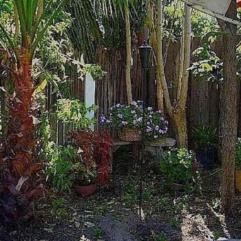 <b>Banana tree in NC backyard garden</b>