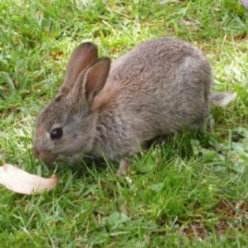 <b>Bruny Island wild rabbit, Tasmania. Wendy/Perth</b>