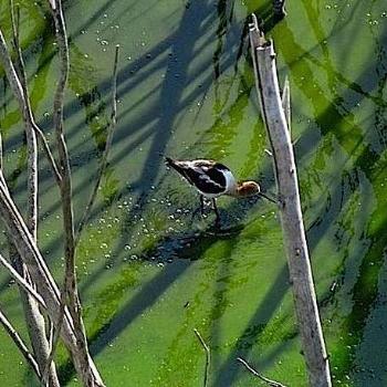 <b>Bird in water at Lake Hodges</b>