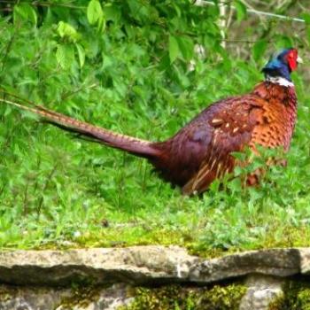 <b>A pheasant at ? Roman villa UK/Bjay from Oz</b>