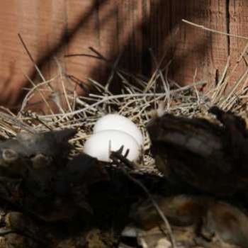 <b>Mourning Dove Nest</b>