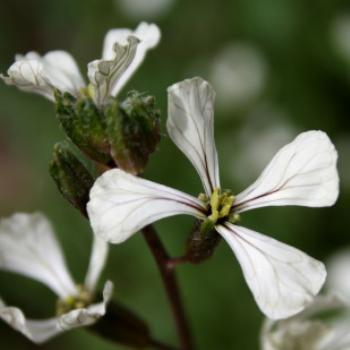 <b>5754 rocket flower, Lake Albert, Wagga Wagga, Oct'09 Kate/Sydney</b>