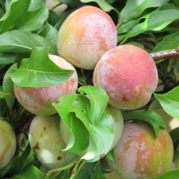 <b>Plums in the garden - Wendy/Perth</b>