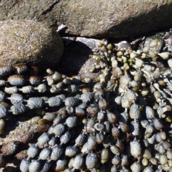 <b>Seaweed </b>