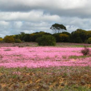 <b>Everlastings,near Bruce Rock, W.A. - Wendy/Perth</b>