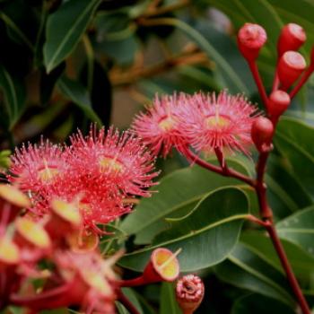 <b>2204 Corymbia ficifolia, Red-flowering gum, Myrtaceae, Sydney Botanic Gardens, Oct'09, Kate/Sydney </b>