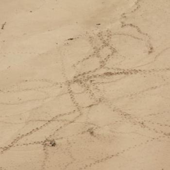 <b>6782 foot prints in the sand, GORd, Vic, 27th Oct'09, Kate/Sydney</b>