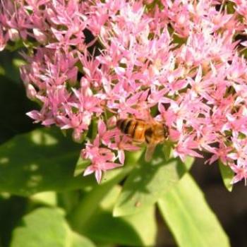 <b>Pink Kalanchoe with Bees  Sue/OK</b>