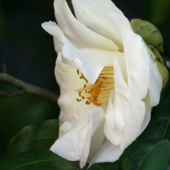 <b>Camellia, Sydney, June'11 Kate/Sydney</b>