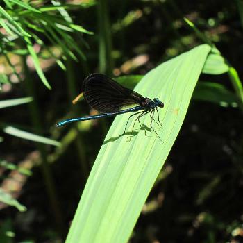 <b>damsel fly</b>