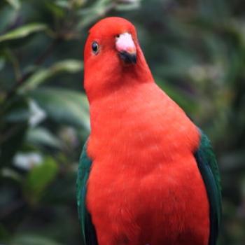 <b>1373 male, Australian King-Parrot, Alisterus scapularis, Psittacidae, Hawkesbury River Oct'10, Kate/Sydney</b>