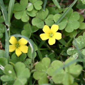 <b>3159 Oxalis pes-caprae, Soursob, Oxalidaceae, weed, Hawkesbury R, 18th Nov'10, Kate/Sydney</b>