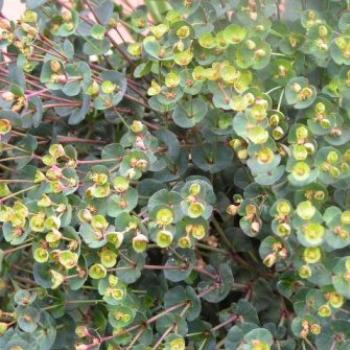<b>Blackbird Euphorbia   Sue/OK</b>