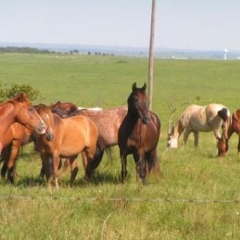 <b>Wild Horses at Hughes Ranch  Sue/OK</b>