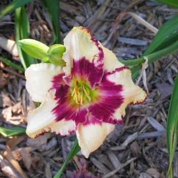 <b>Bullfrog Kisses Daylily Sue/OK</b>