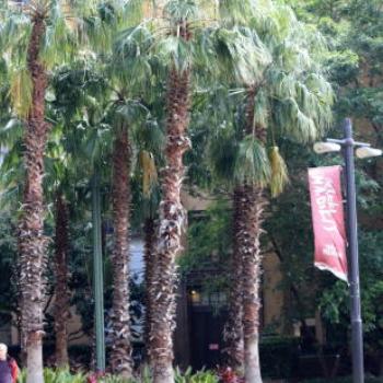 <b>2325 Palms, Circular Quay, Island Hopping,11th Oct09, Kate/Sydney</b>