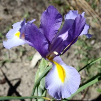 <b>1873 Iris, Hawkesbury River Oct'10, Kate/Sydney</b>