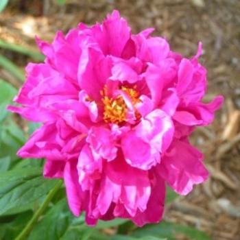 <b>Pretty in Pink Peony Sue/OK</b>