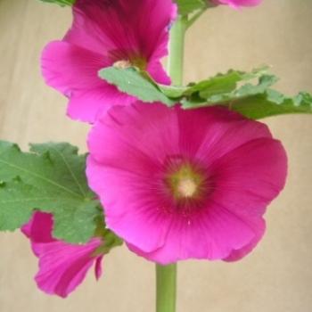 <b>Hollyhock  Sue/OK</b>