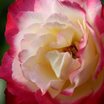 <b>9631 Maureen's rose, Dubbo,NSW, 9th Apr'09, Kate/Sydney</b>