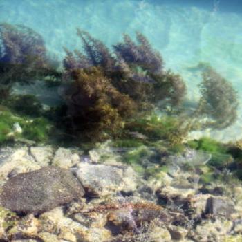 <b>6356 clear water, Apollo Bay, GORd, Victoria, 26th Oct'09 Kate/Sydney</b>