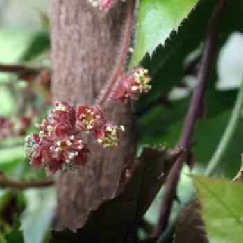 <b>3038 flowers, Davidsonia pruriens, Davidson's plum, Davidsoniaceae, native fruit tree, Hawkesbury R, 18th Nov'10, Kate/Sydney</b>