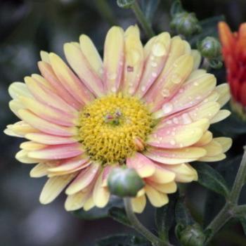 <b>9639 Maureen's daisies, Dubbo,NSW, 9th Apr'09, Kate/Sydney</b>