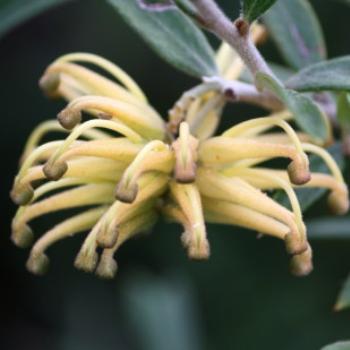 <b>1401 yellow spider grevillea, Hawkesbury River Oct'10, Kate/Sydney</b>