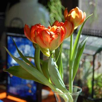 <b>spring flowers</b>