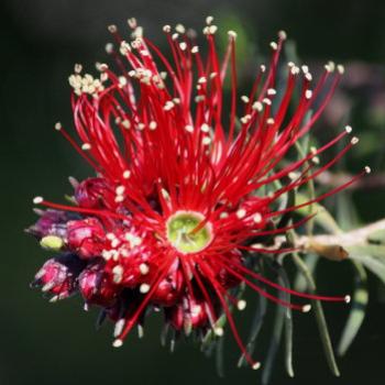 <b>7674 Scarlet kunzea, Kunzea baxteri, Myrtaceae, Hawkesbury R, 8th Aug'09 Kate/Sydney</b>