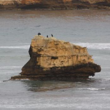<b>7140 cormorants on the rock, Boat Bay, GORd, Vic, 28th Oct'09, Kate/Sydney</b>