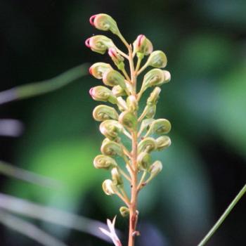 <b>1805 grevillea buds, my garden, Sydney, 5th Oct'09, Kate/Sydney</b>
